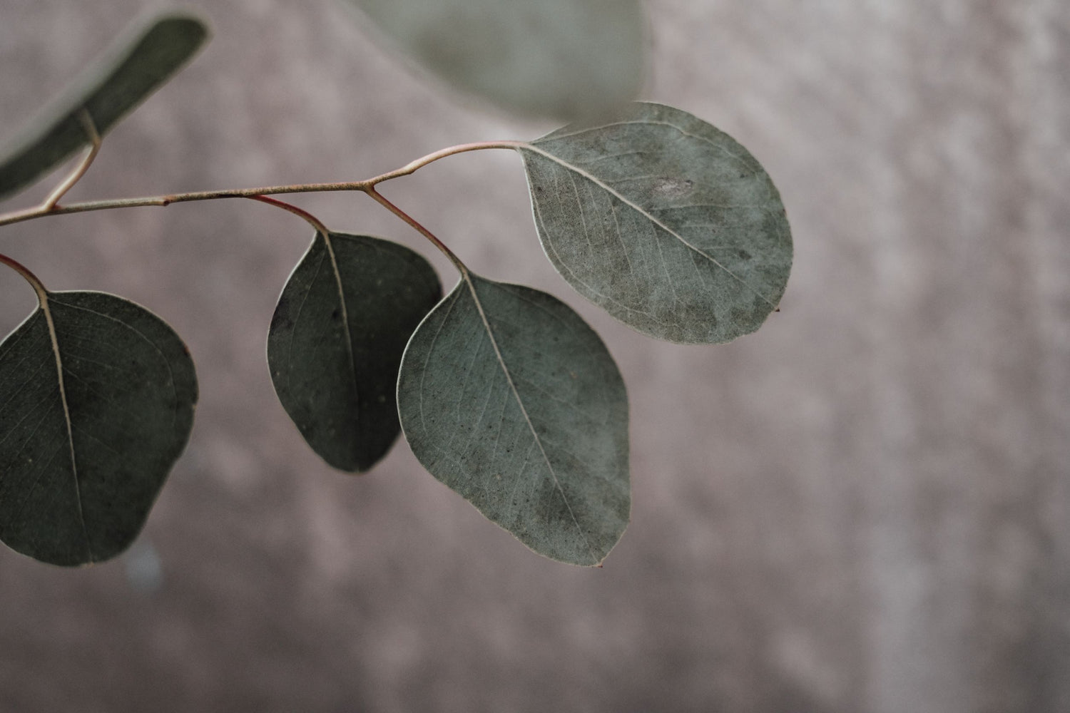 Organic eucalyptus leaves