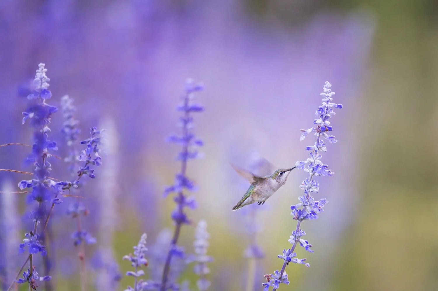 Hummingbird eating nectar from blue flower.