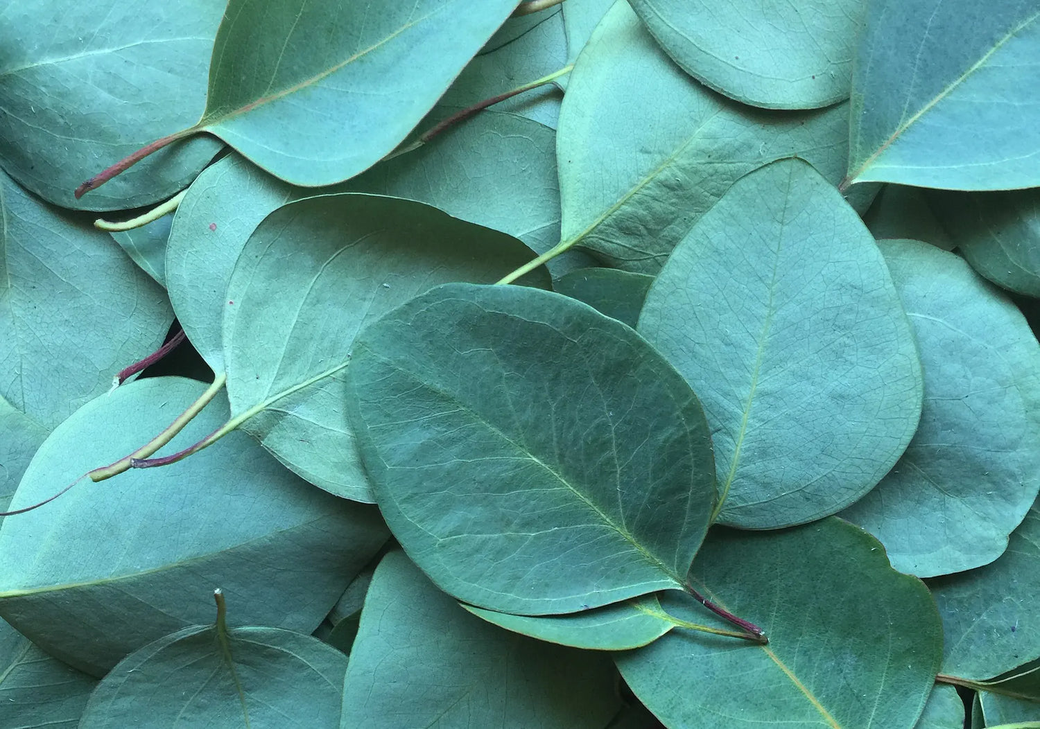 Green eucalyptus leaves