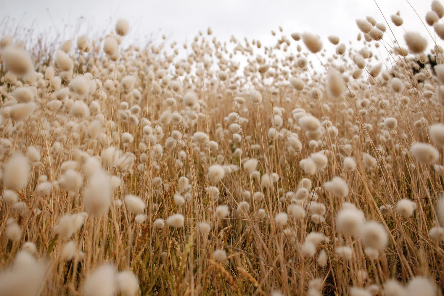 Field of organic cotton